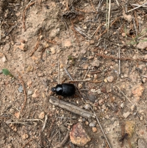 Anomalomorpha anthracina at Coree, ACT - 17 Jan 2022