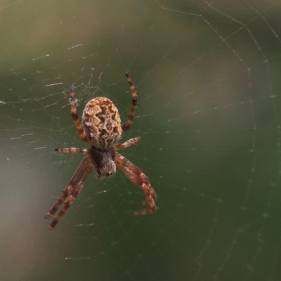 Salsa fuliginata (Sooty Orb-weaver) at Cotter River, ACT - 16 Jan 2022 by BarrieR