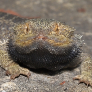 Pogona vitticeps at Acton, ACT - 14 Jan 2022 02:08 PM