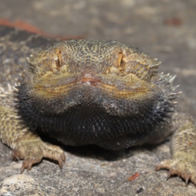 Pogona vitticeps (Central Bearded Dragon) at Acton, ACT - 14 Jan 2022 by TimL