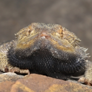 Pogona vitticeps at Acton, ACT - 14 Jan 2022 02:08 PM