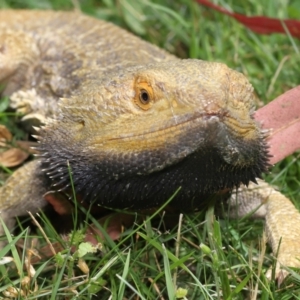 Pogona vitticeps at Acton, ACT - 14 Jan 2022 02:08 PM