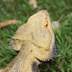 Pogona vitticeps at Acton, ACT - 14 Jan 2022 02:08 PM