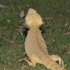 Pogona vitticeps at Acton, ACT - 14 Jan 2022 02:08 PM