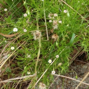 Vittadinia muelleri at Hawker, ACT - 17 Jan 2022