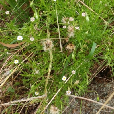 Vittadinia muelleri (Narrow-leafed New Holland Daisy) at Hawker, ACT - 17 Jan 2022 by sangio7