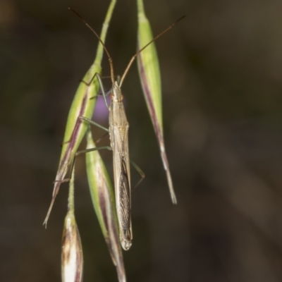 Mutusca brevicornis (A broad-headed bug) at The Pinnacle - 9 Jan 2022 by AlisonMilton