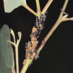 Eurymeloides bicincta at Hawker, ACT - 10 Jan 2022 09:14 AM