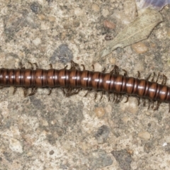 Paradoxosomatidae sp. (family) (Millipede) at Higgins, ACT - 17 Jan 2022 by AlisonMilton
