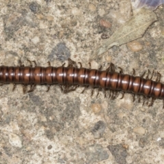 Paradoxosomatidae sp. (family) (Millipede) at Higgins, ACT - 18 Jan 2022 by AlisonMilton