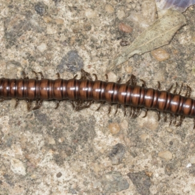Paradoxosomatidae sp. (family) (Millipede) at Higgins, ACT - 17 Jan 2022 by AlisonMilton