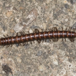 Paradoxosomatidae sp. (family) at Higgins, ACT - 18 Jan 2022