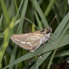 Taractrocera papyria (White-banded Grass-dart) at Higgins, ACT - 18 Jan 2022 by AlisonMilton