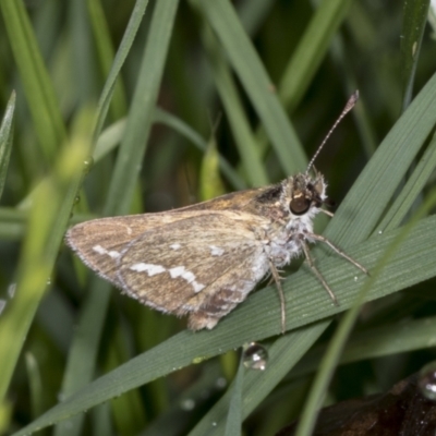 Taractrocera papyria (White-banded Grass-dart) at Higgins, ACT - 18 Jan 2022 by AlisonMilton