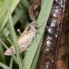 Taractrocera papyria at Higgins, ACT - 18 Jan 2022