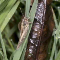 Taractrocera papyria at Higgins, ACT - 18 Jan 2022 07:47 AM