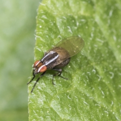 Poecilohetaerus aquilus (A lauxaniid fly) at Higgins, ACT - 18 Jan 2022 by AlisonMilton