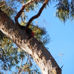 Callocephalon fimbriatum (Gang-gang Cockatoo) at Hackett, ACT - 16 Jan 2022 by MargL