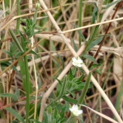 Epilobium hirtigerum (Hairy Willowherb) at Hawker, ACT - 17 Jan 2022 by sangio7