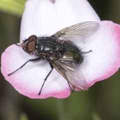 Chetogaster sp. (genus) (Bristle fly) at Higgins, ACT - 18 Jan 2022 by AlisonMilton