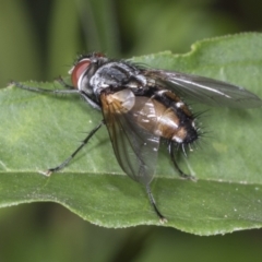 Rutilia (Rutilia) sp. (genus & subgenus) at Higgins, ACT - 17 Jan 2022 by AlisonMilton