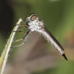 Cerdistus sp. (genus) (Slender Robber Fly) at Higgins, ACT - 17 Jan 2022 by AlisonMilton