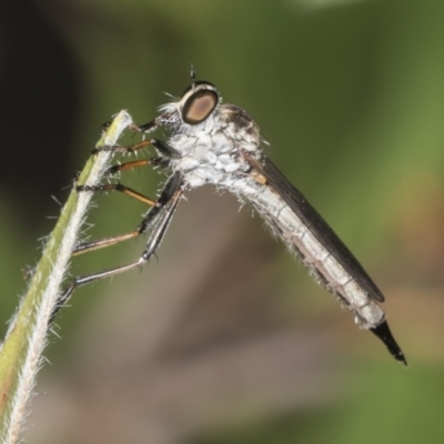 Cerdistus sp. (genus) (Slender Robber Fly) at Higgins, ACT - 17 Jan 2022 by AlisonMilton