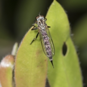 Cerdistus sp. (genus) at Higgins, ACT - 18 Jan 2022 07:15 AM