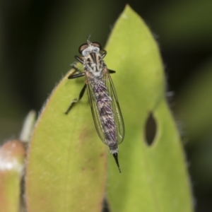 Cerdistus sp. (genus) at Higgins, ACT - 18 Jan 2022 07:15 AM