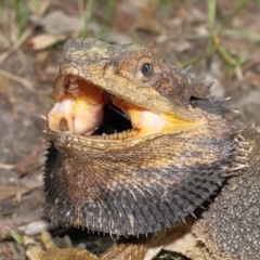 Pogona barbata (Eastern Bearded Dragon) at Acton, ACT - 12 Jan 2022 by TimL