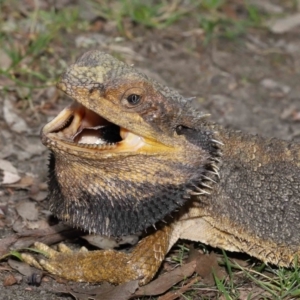 Pogona barbata at Acton, ACT - 12 Jan 2022