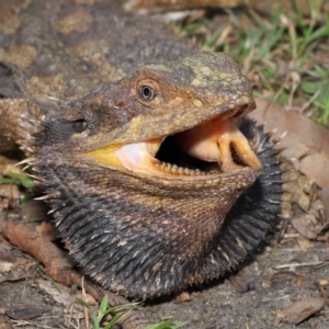 Pogona barbata at Acton, ACT - suppressed