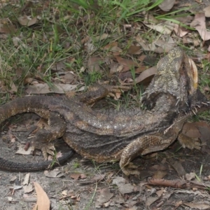 Pogona barbata at Acton, ACT - suppressed