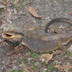 Pogona barbata at Acton, ACT - suppressed