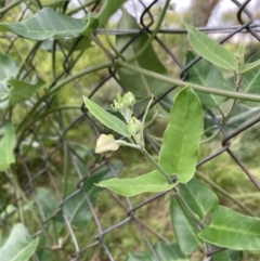 Araujia sericifera (Moth Plant) at Mount Ainslie to Black Mountain - 18 Jan 2022 by SilkeSma
