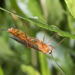 Netelia sp. (genus) (An Ichneumon wasp) at Higgins, ACT - 18 Jan 2022 by AlisonMilton