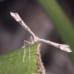 Sinpunctiptilia emissalis (Speedwell Pterror) at Higgins, ACT - 17 Jan 2022 by AlisonMilton