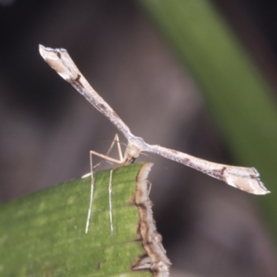 Sinpunctiptilia emissalis (Speedwell Pterror) at Higgins, ACT - 18 Jan 2022 by AlisonMilton