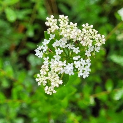 Platysace lanceolata (Shrubby Platysace) at Bundanoon, NSW - 18 Jan 2022 by tpreston