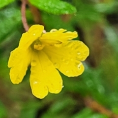 Hibbertia sp. (Guinea Flower) at Bundanoon, NSW - 18 Jan 2022 by tpreston