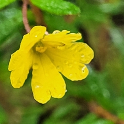 Hibbertia sp. (Guinea Flower) at Bundanoon, NSW - 18 Jan 2022 by tpreston