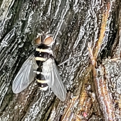 Trigonospila sp. (genus) (A Bristle Fly) at Bundanoon, NSW - 18 Jan 2022 by trevorpreston