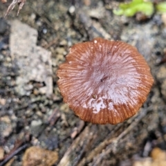 Unidentified Cap on a stem; gills below cap [mushrooms or mushroom-like] at Bundanoon, NSW - 18 Jan 2022 by trevorpreston