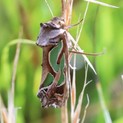 Cosmodes elegans (Green Blotched Moth) at Yarralumla, ACT - 15 Jan 2022 by ConBoekel