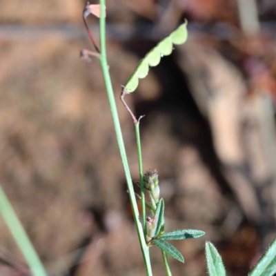 Grona varians (Slender Tick-Trefoil) at Yarralumla, ACT - 15 Jan 2022 by ConBoekel