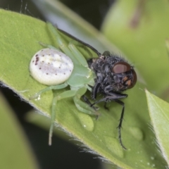 Lehtinelagia prasina (Leek-green flower spider) at Higgins, ACT - 17 Jan 2022 by AlisonMilton