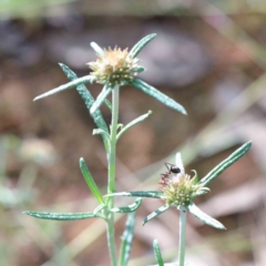 Euchiton involucratus (Star Cudweed) at Yarralumla, ACT - 15 Jan 2022 by ConBoekel