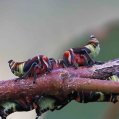 Eurymeloides punctata (Gumtree hopper) at Yarralumla, ACT - 15 Jan 2022 by ConBoekel