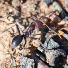 Iridomyrmex purpureus (Meat Ant) at Yarralumla, ACT - 15 Jan 2022 by ConBoekel