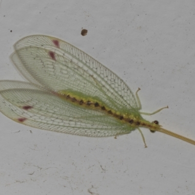 Norfolius howensis (Diamond-banded Nymphid) at Higgins, ACT - 13 Jan 2022 by AlisonMilton